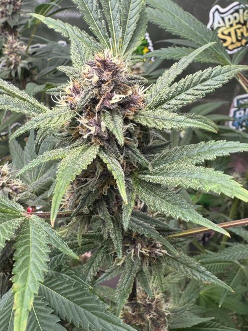 Tropicana Cookies. Week 9