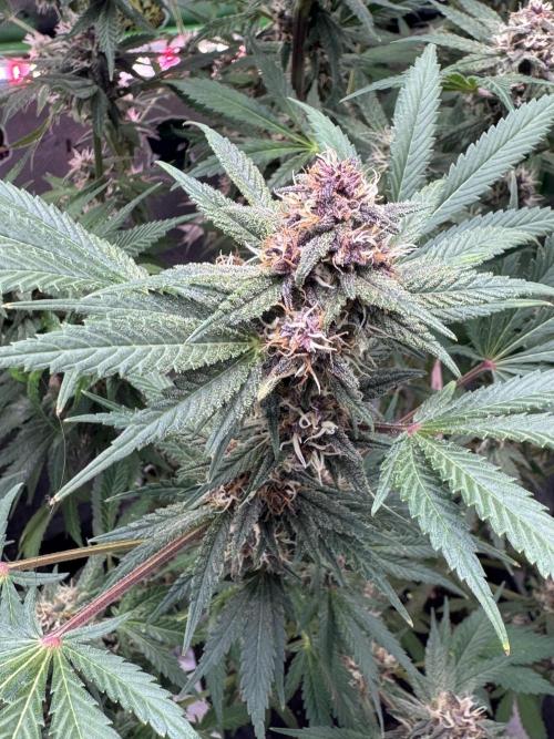 Tropicana Cookies. Week 9