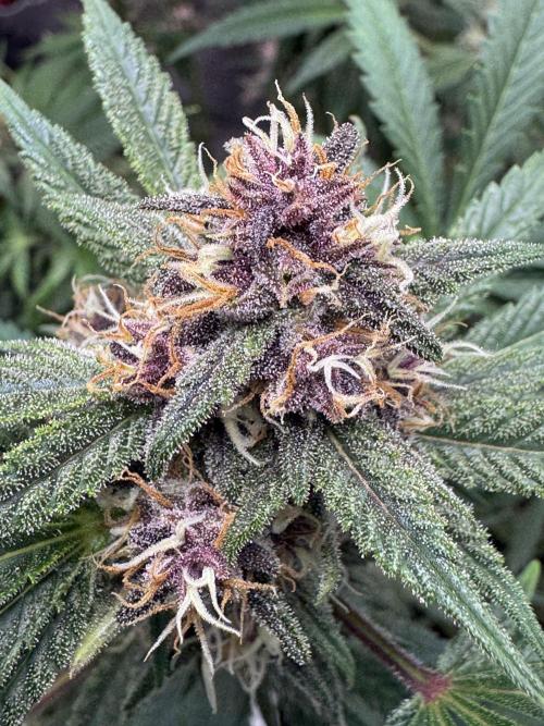Tropicana Cookies. Week 9
