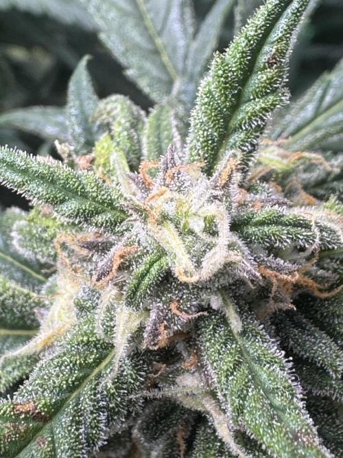 Cinderella „DisneyGrow“. Week 9