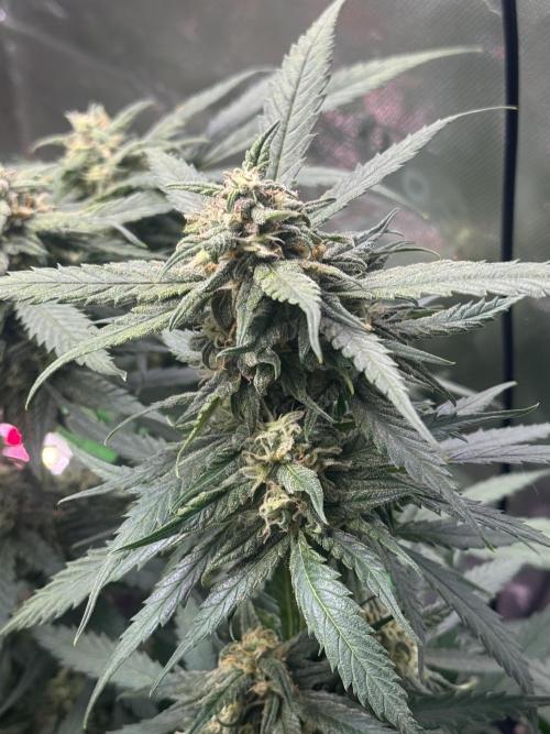 Cinderella „DisneyGrow“. Week 9