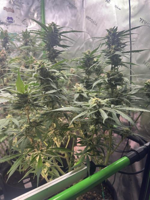 Grow Tent S336 36"x36"x72". Week 9