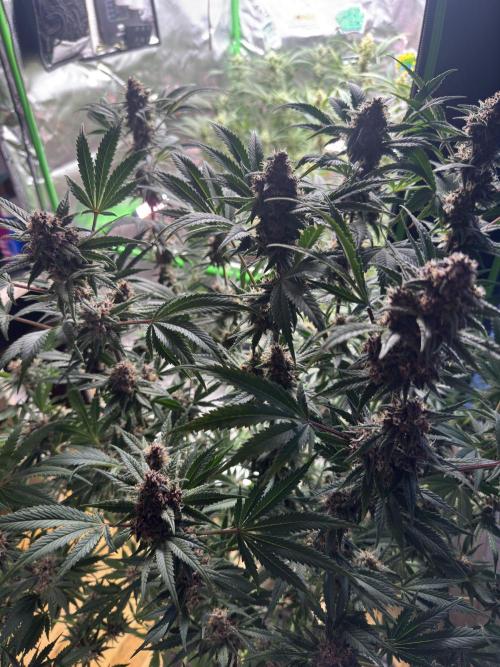 Tropicana Cookies. Week 10