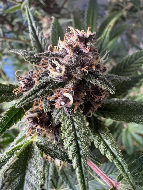 Tropicana Cookies. Week 10