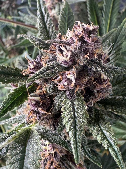 Tropicana Cookies. Week 10