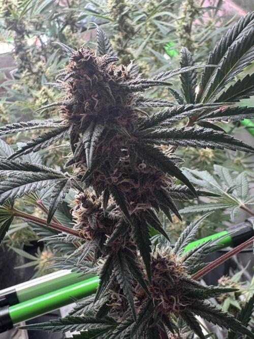 Tropicana Cookies. Week 10