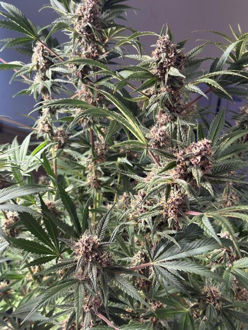 Tropicana Cookies. Week 10