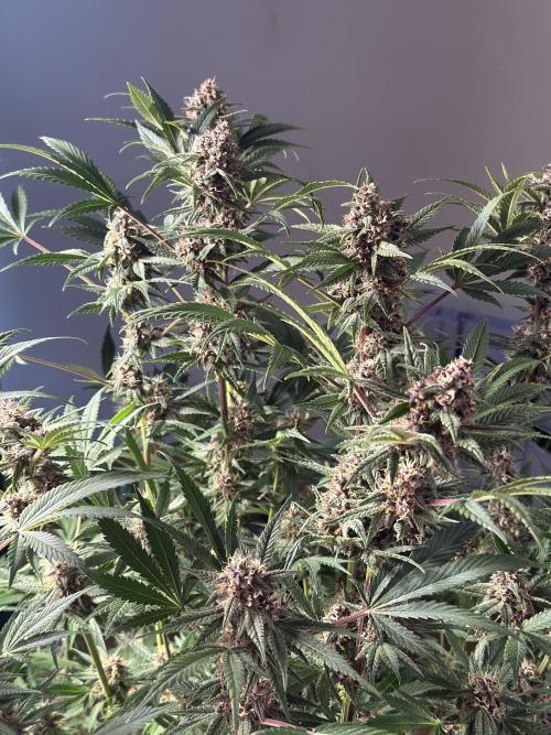 Tropicana Cookies. Week 10