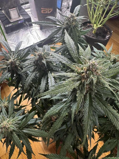 Cinderella „DisneyGrow“. Week 10