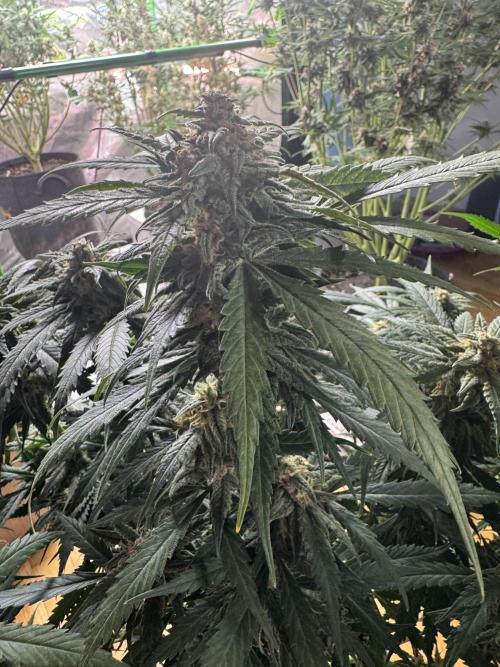 Cinderella „DisneyGrow“. Week 10