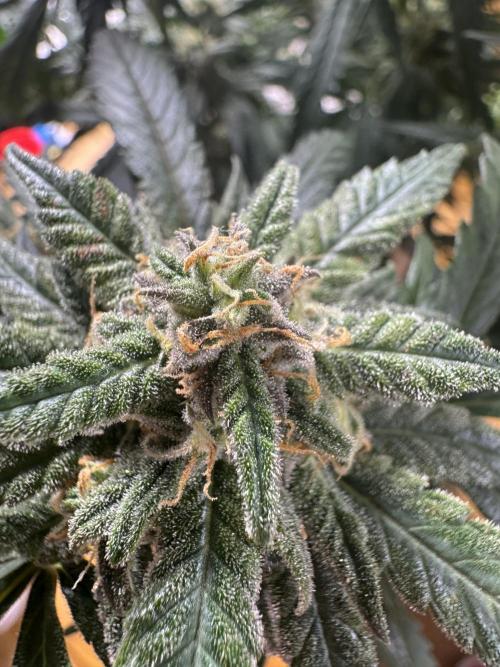 Cinderella „DisneyGrow“. Week 10