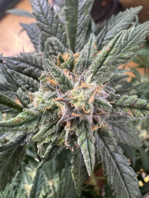 Cinderella „DisneyGrow“. Week 10