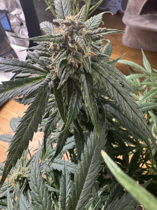 Grow Tent S336 36"x36"x72". Week 10