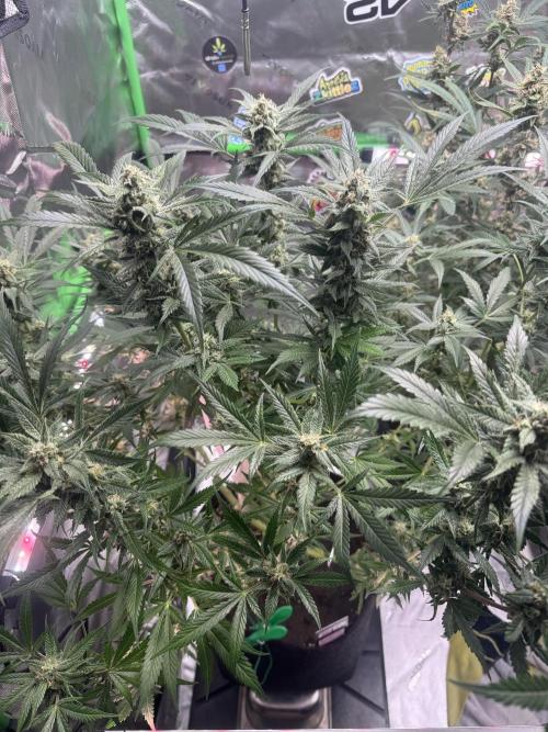 StrawberryGorilla. Week 10