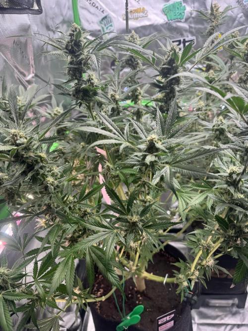 StrawberryGorilla. Week 10