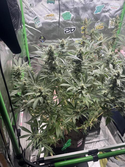 StrawberryGorilla. Week 10