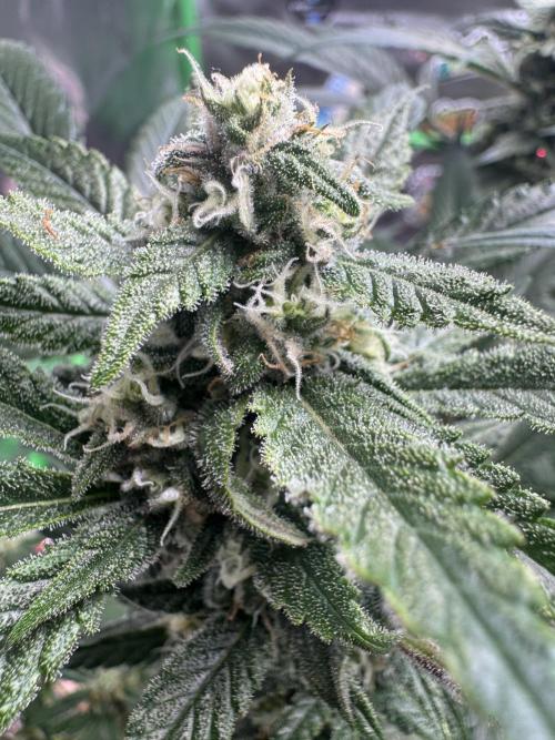 StrawberryGorilla. Week 10