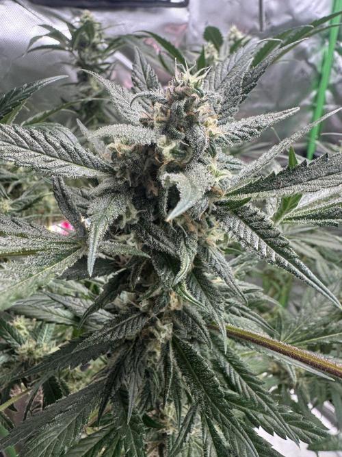 StrawberryGorilla. Week 10