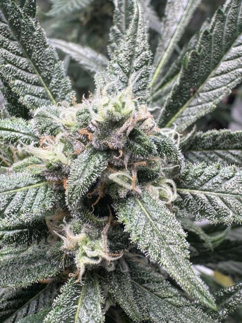 StrawberryGorilla. Week 10
