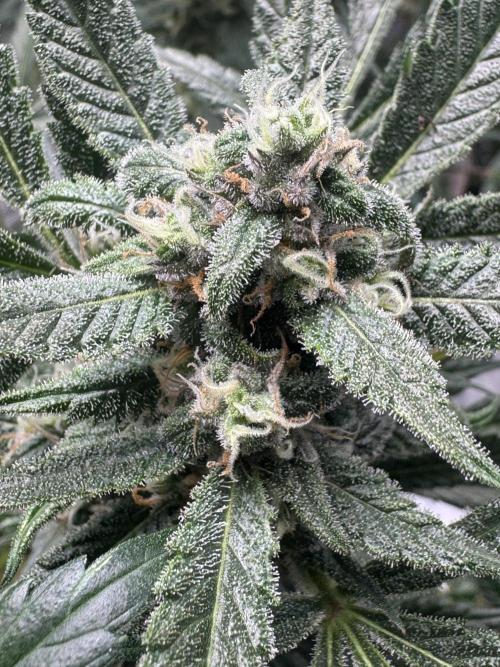 StrawberryGorilla. Week 10