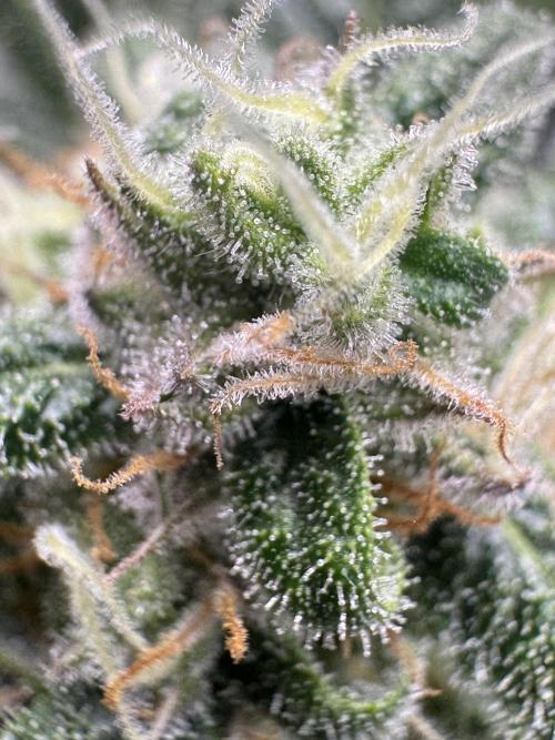 StrawberryGorilla. Week 10