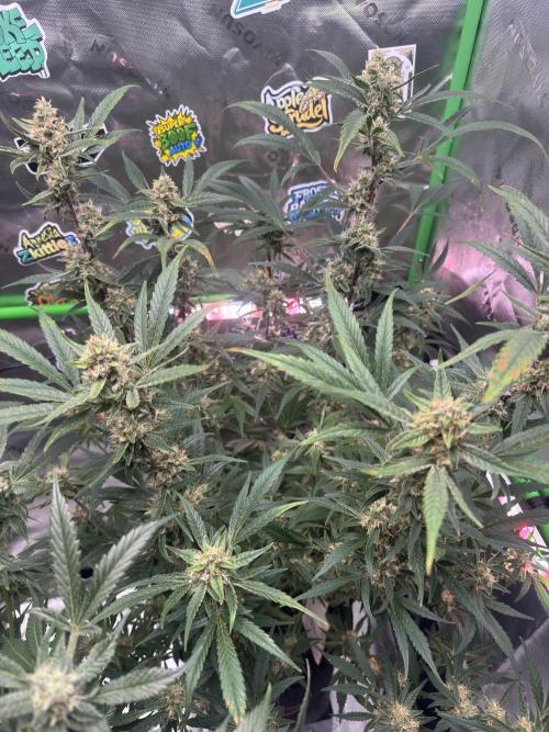Lemon Cherry Cookies. Week 10