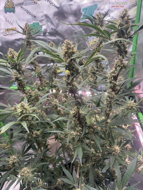 Lemon Cherry Cookies. Week 10