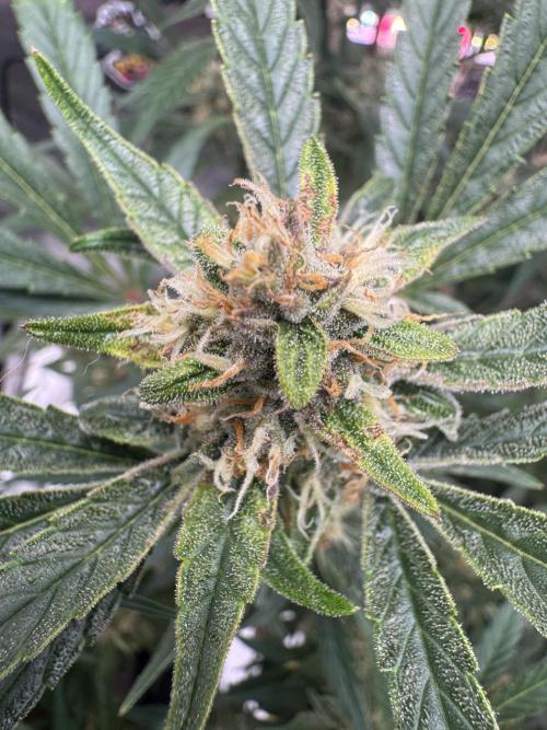Lemon Cherry Cookies. Week 10