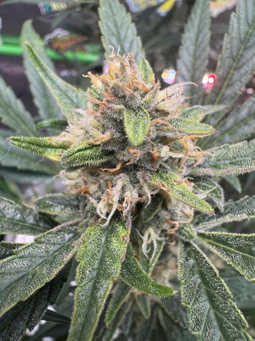 Lemon Cherry Cookies. Week 10