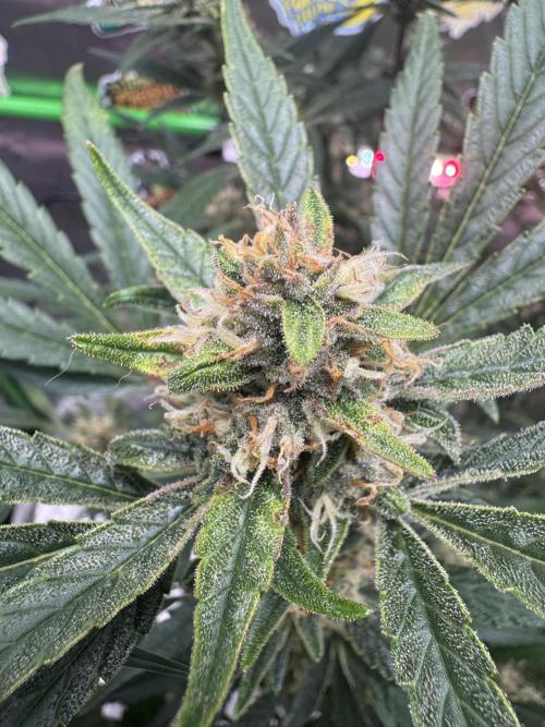 Lemon Cherry Cookies. Week 10