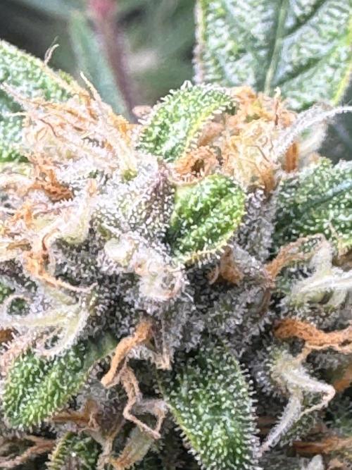 Lemon Cherry Cookies. Week 10