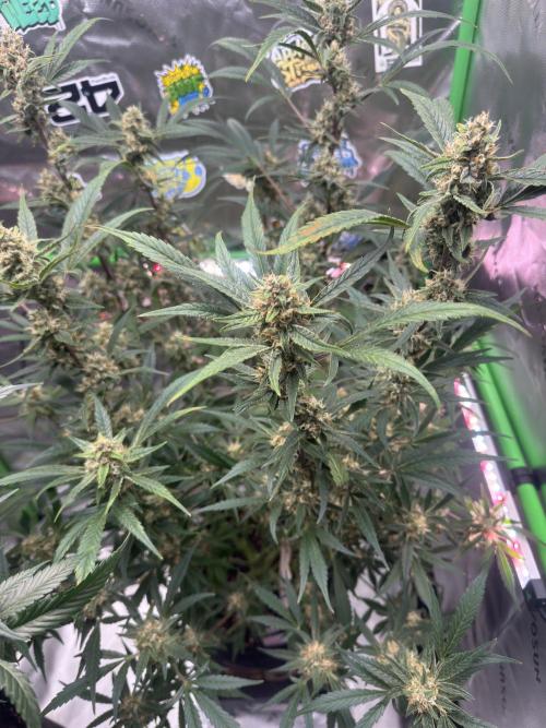 Lemon Cherry Cookies. Week 10