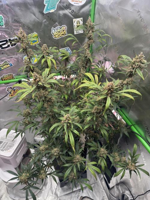Lemon Cherry Cookies. Week 11