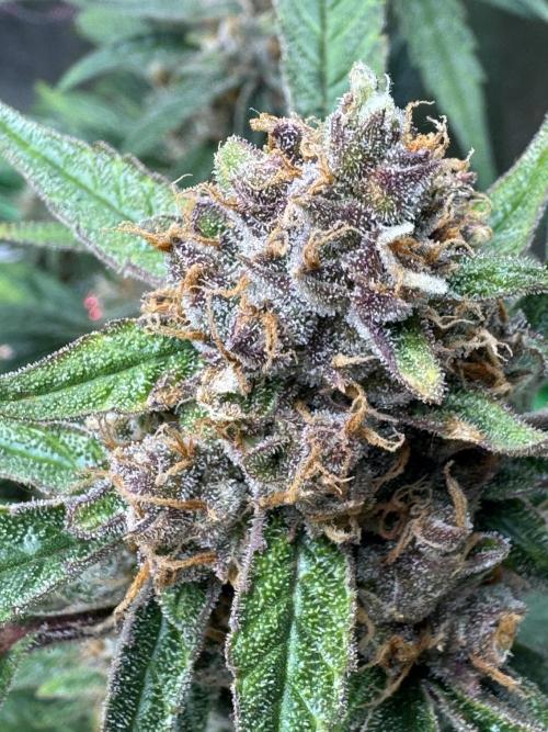 Lemon Cherry Cookies. Week 11