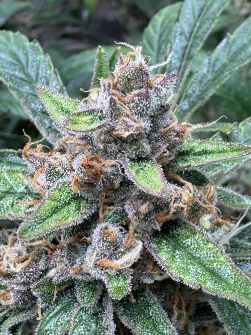 Lemon Cherry Cookies. Week 11