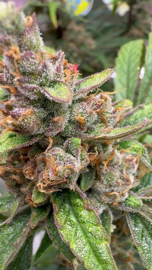 Lemon Cherry Cookies