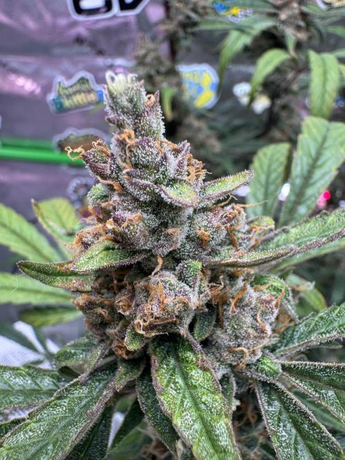 Lemon Cherry Cookies. Week 11