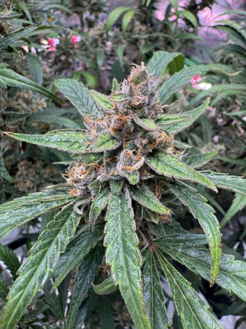 Lemon Cherry Cookies. Week 11