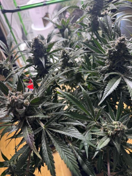 StrawberryGorilla. Week 11