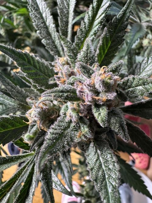 StrawberryGorilla. Week 11