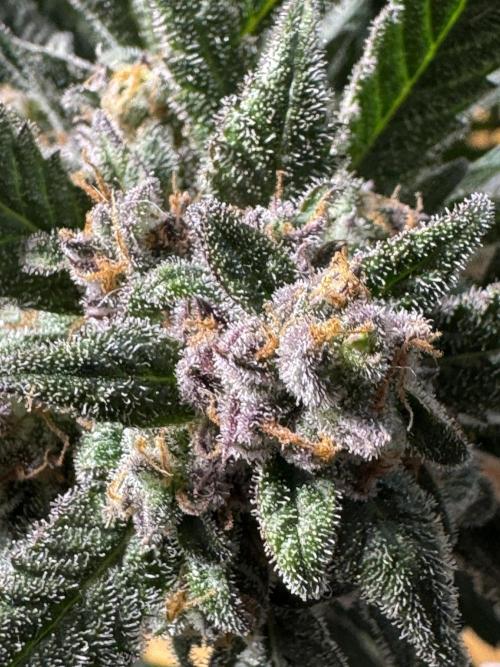 StrawberryGorilla. Week 11