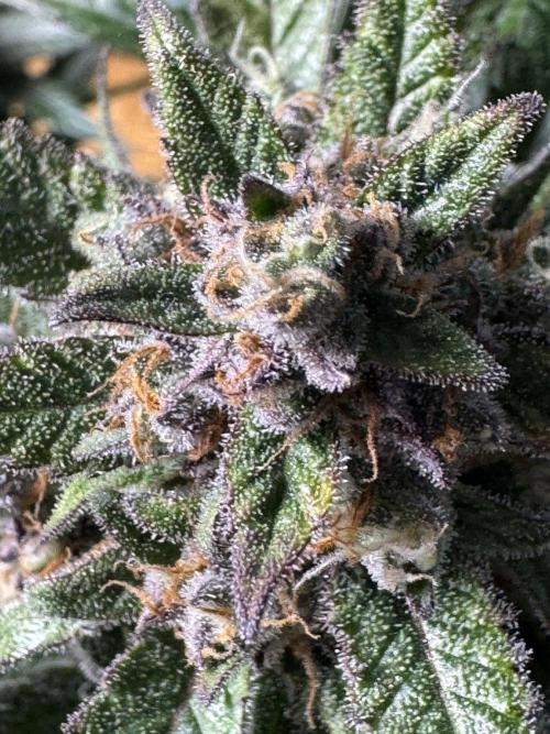 StrawberryGorilla. Week 11