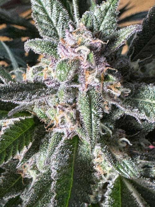 StrawberryGorilla. Week 11