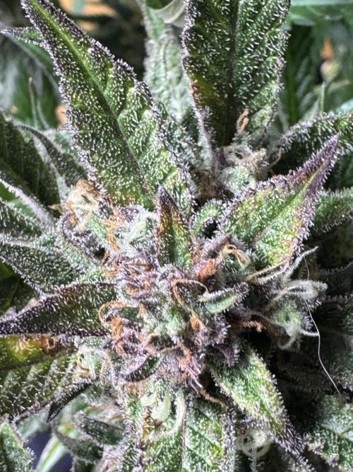 StrawberryGorilla. Week 11