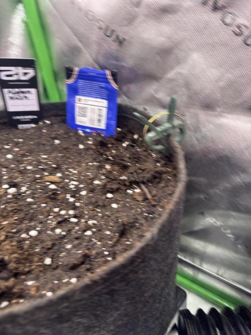 Afghan Kush. Week 0