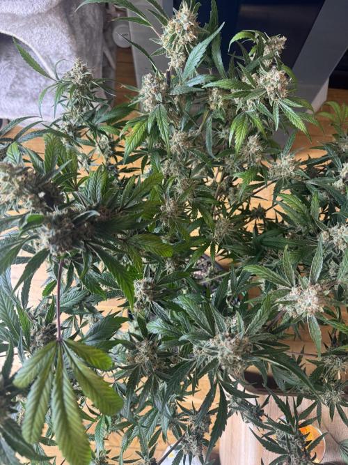 Lemon Cherry Cookies. Week 12
