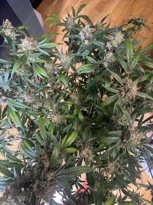 Lemon Cherry Cookies. Week 12