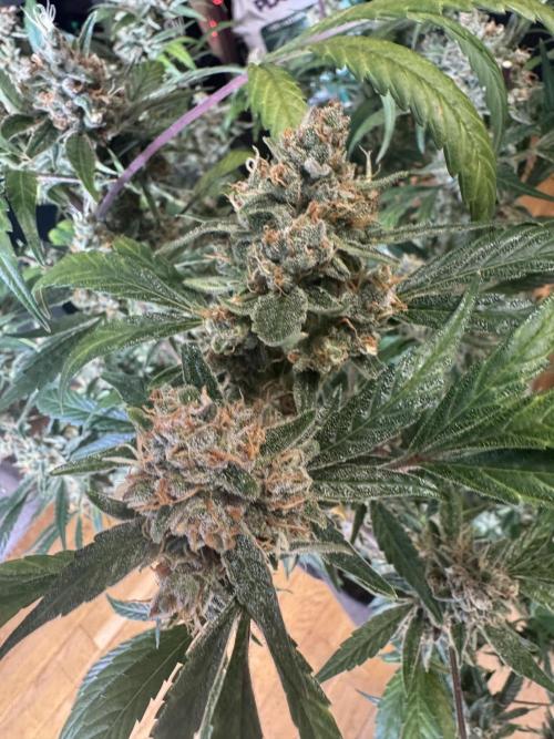 Lemon Cherry Cookies. Week 12