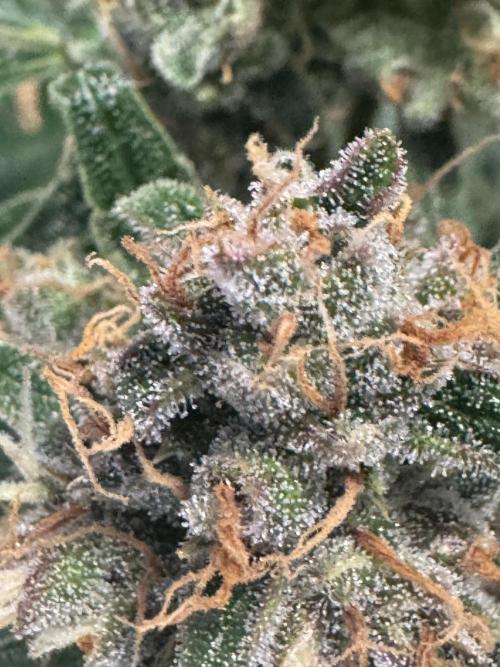 Lemon Cherry Cookies. Week 12