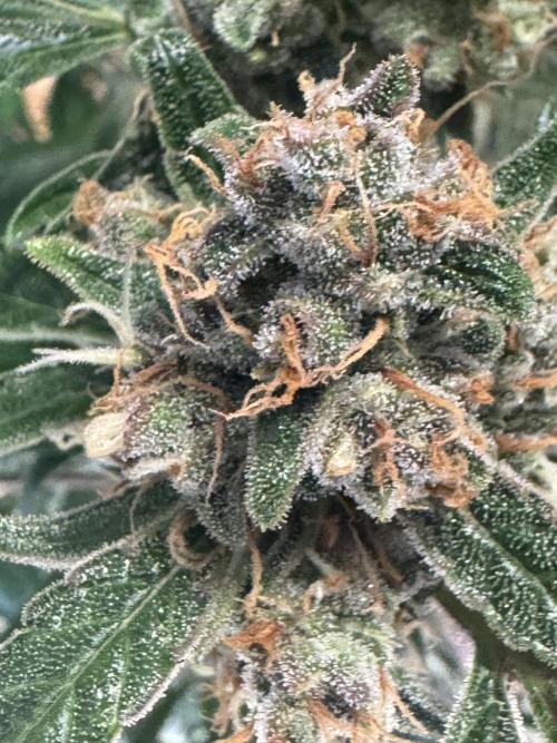 Lemon Cherry Cookies. Week 12